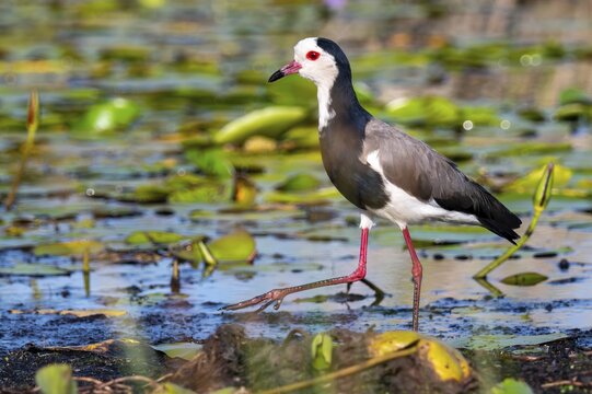 Long-toed Lapwing (Vanellus crassirostris), bird on the shore, Mabamba Swamp, Lake Victoria, Uganda