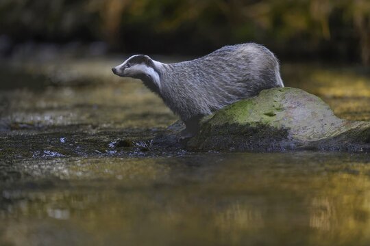European badger (Meles meles), sitting on a stone in a stream in the last light, deciduous tree is reflected in the water, Swabian Alb biosphere reserve, Baden-W&uuml;rttemberg, Germany