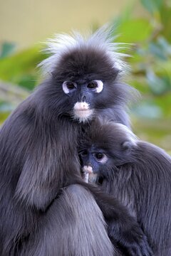 Dusky Leaf Monkeys or Southern Langurs  (Trachypithecus obscurus), female suckling  young, native to Asia, Singapore