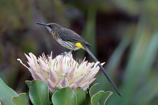 Cape Honeybird (Promerops cafer), adult, male, on flower, foraging, Protea, vigilant, Kirstenbosch Botanical Gardens, Cape Town, South Africa
