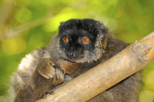 Common Brown Lemur (Eulemur fulvus fulvus), portrait, Madagascar, Africa