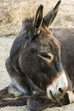 Donkey (Equus africanus asinus), Corse-du-Sud, Corsica, France