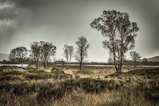 Birches (Betula) in moor landscape with dark sky, Glen Coe, Rannoch Moor, west Highlands, Scotland, United Kingdom
