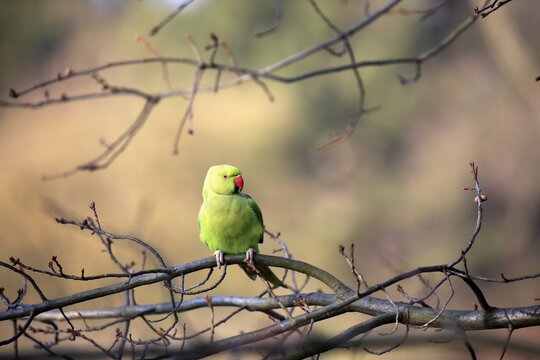 Rose-ringed parakeet or ring-necked parakeet (Psittacula krameri), adult on tree, Baden-W&uuml;rttemberg, Germany