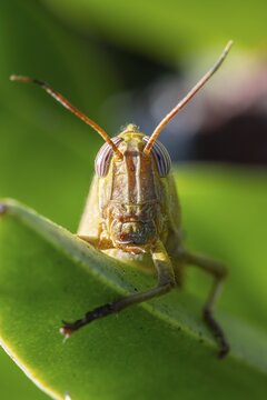 Egyptian locust (Anacridium aegyptium) on a plant, Paros, Aegean Sea, Greece