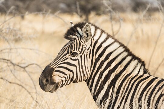 Burchell's Zebra (Equus burchellii), Etosha National Park, Namibia
