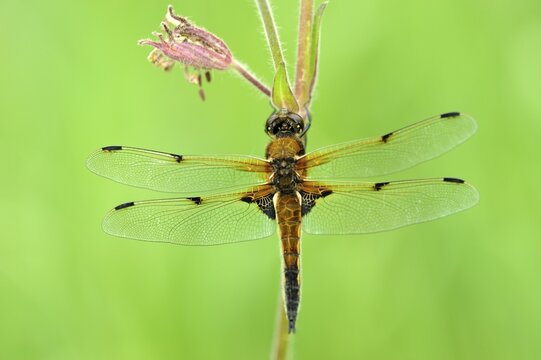 Four-spotted chaser (Libellula quadrimaculata), perched on a flower