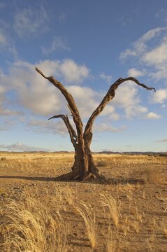 Dead tree at the edge of the Namib Desert, Republic of Namibia, Africa