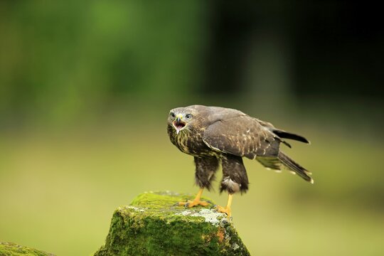 Buzzard (Buteo buteo) adult, calling, on perch, Eifel, Germany