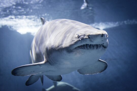 Sandtiger (Carcharias taurus), Aquarium, captive, Seville, Spain
