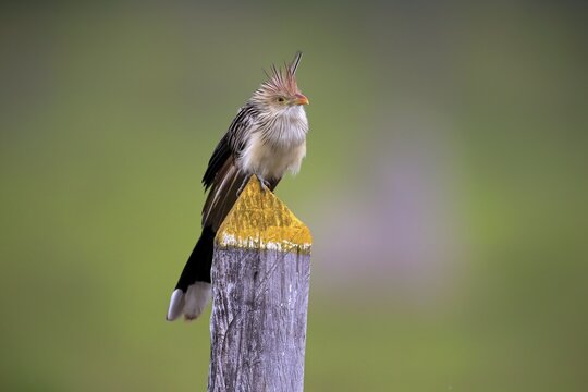 Guira cuckoo (Guira Guira), adult on the lookout, Pantanal, Mato Grosso, Brazil