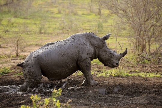 White rhinoceros (Ceratotherium simum), adult, in mud bath, Hluhluwe-iMfolozi National Park, KwaZulu Natal, South Africa