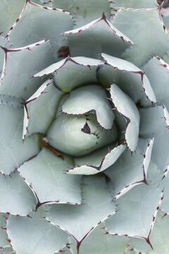 Parra's Agave (Agave parrasana) from above, native to Mexico