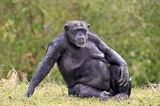 Chimpanzee (Pan troglodytes troglodytes), female, captive, Miami, Florida, USA