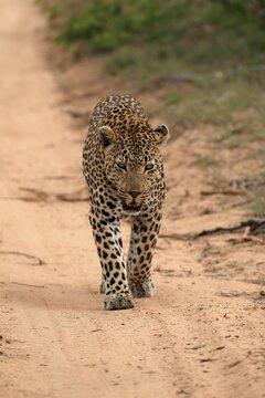 Leopard (Panthera pardus), adult, running, Sabi Sand Game Reserve, Kruger National Park, South Africa