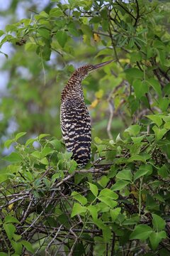 Rufescent tiger heron (Tigrisoma lineatum), young bird in a tree, juvenile, Pantanal, Mato Grosso, Brazil
