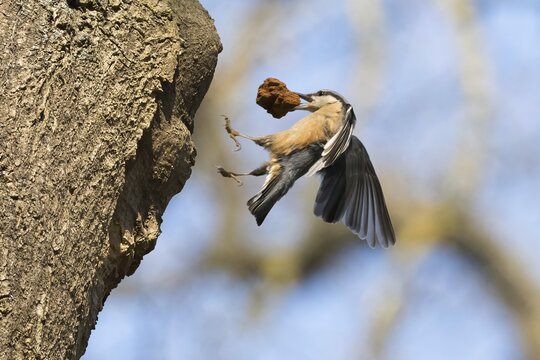 A nuthatch (Sitta europaea) with building material in its beak on the approach to its breeding den, Hesse, Germany