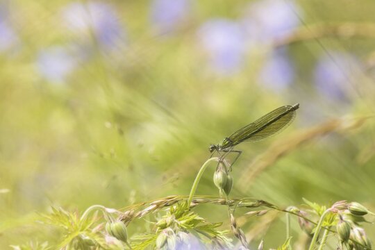 Banded demoiselle (calopteryx splendens), female, on Meadow cranesbill (Geranium pratense), Hesse, Germany
