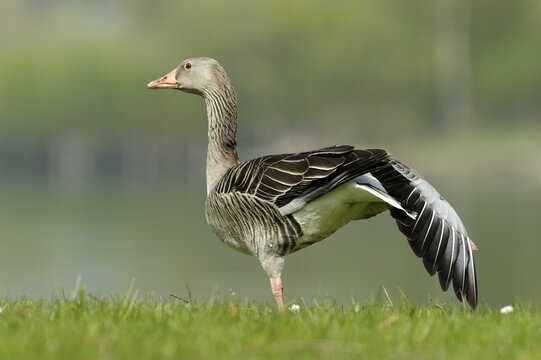 Graylag goose (Anser anser) preening, Zug, Switzerland, Europe