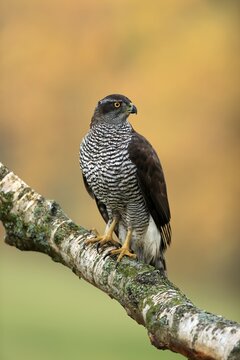 Eurasian sparrowhawk (Accipiter nisus), adult, female, on tree, alert, in autumn, &Scaron;umava, Czech Republic