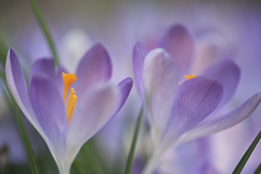 Early Crocus (Crocus tommasinianus), Emsland region, Lower Saxony, Germany