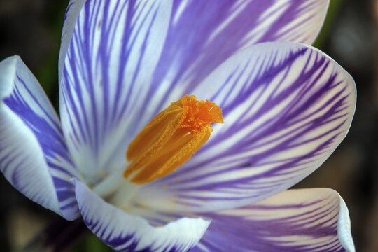 Spring crocus (Crocus vernus), flower, detail, macro photograph, Baden-W&uuml;rttemberg, Germany