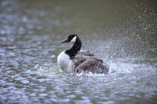 Canada Goose (Branta canadensis), adult, bathing, Baden-W&uuml;rttemberg, Germany