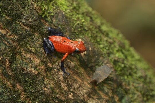 Strawberry Poison Frog (Dendrobates pumilio), Tenorio Volcano National Park, Costa Rica, Central America