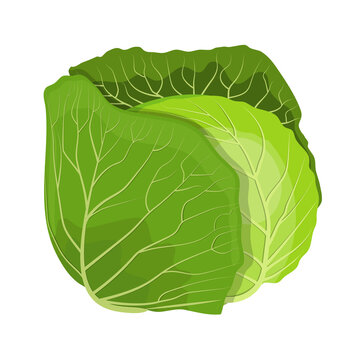 Fresh green cabbage vegetable