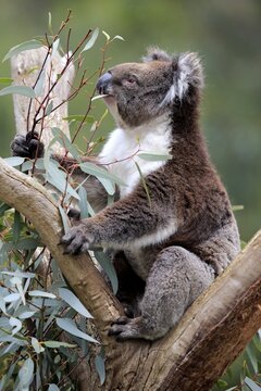 Koala (Phascolarctos cinereus), adult, sits in branch fork and eats, Parndana, Kangaroo Island, South Australia, Australia