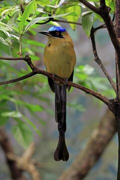 Blue-crowned motmot, (Momotus momota), adult, sitting on branch, South America