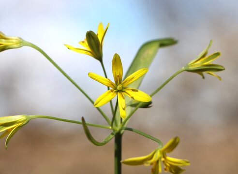 Gagea lutea (yellow star-of-Bethlehem) wild spring flower