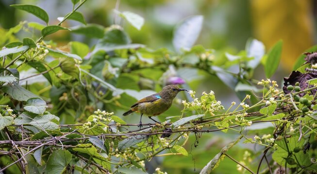 Olive-bellied Sunbird (Cinnyris chloropygius) sitting on a branch between flowers, Mgahinga Gorilla National Park, Western Region, Uganda