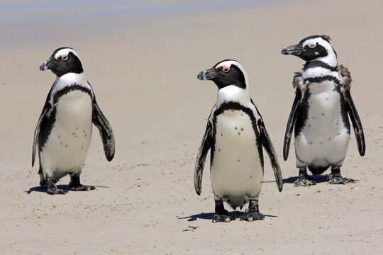 Jackass Penguin, Black-footed Penguin or African Penguin (Spheniscus demersus), small group with young on the beach, Boulder, Simon's Town, Western Cape, South Africa
