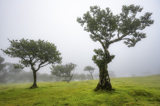 Stinkwood (Ocotea foetens) overgrown with moss and plants in the mist, Old laurel forest, Stink laurel, Laurisilva, UNESCO World Heritage Site, Fanal, Madeira, Portugal