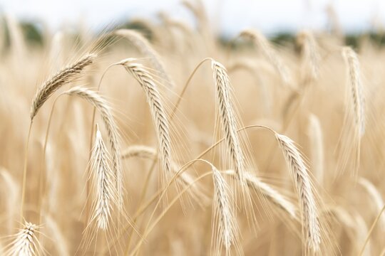 Ears of corn, wheat field, traditional agricultural cultivation, open-air museum Dom&auml;ne Dahlem, Berlin, Germany
