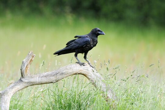 Common Raven (Corvus corax), perched on branch, Feldberg, Mecklenburg-Western Pomerania, Germany, Europe