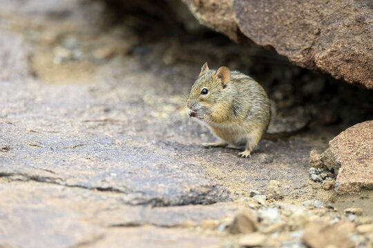 Typical striped grass mouse (Lemniscomys striatus), adult, alert, foraging, Mountain Zebra NP, Eastern Cape, South Africa
