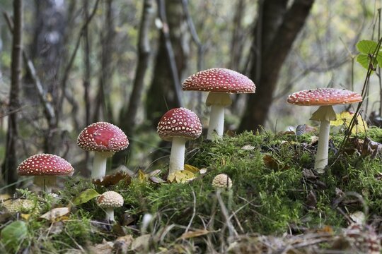 Fly agarics (Amanita muscaria), Emsland, Lower Saxony, Germany