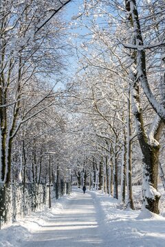 Pedestrian walking, path in a park through snowy trees, Harlaching, Munich, Bavaria, Germany