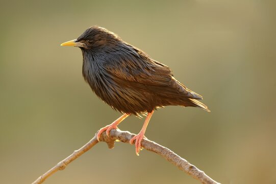 Spotless Starling (Sturnus unicolor), perched on twig in the early morning light