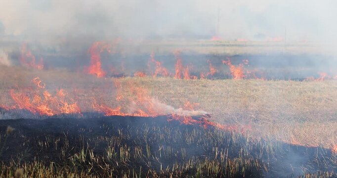 Rice straw burning after harvest with dense smoke and haze covering fields, highlighting air pollution, environmental impact