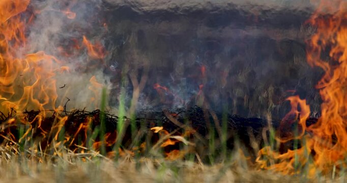 Rice straw burning in post harvest fields to prepare farmland, Thick smoke and air pollution, Grassland fire with intense flames and smoke, Climate rural landscape burning, illustrating wildfire risk