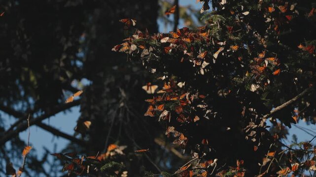 Monarch butterflies cluster by the thousands in Mexico, glowing on trees under the sunset. They rise in clouds, dance in the air, and return to leaves and grass, creating a mesmerizing migration scene
