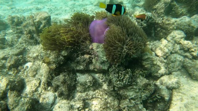 Sebae clownfish, tomato clownfish and Maldive anemonefish, an anemonefishes found in the northern Indian Ocean. Like all anemonefish it is usually found living in association with sea anemones, Indian
