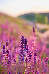 Obraz premium Closeup blooming wild sage purple flowers.