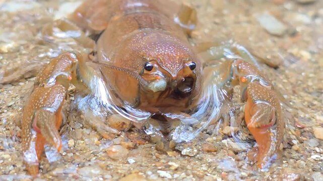 


Macro Shot of a Crayfish in the Wild Water Environment 10


