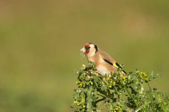 Close-up of a goldfinch feeding on a thistle