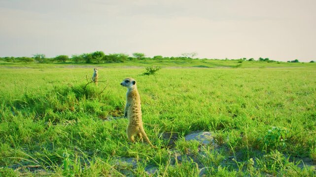 The meerkat (Suricata suricatta) or suricate is a small mongoose found in southern Africa. It is characterised by a broad head, large eyes, a pointed snout. 