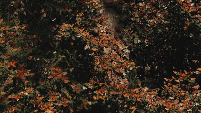 In Mexico, thousands of monarch butterflies rest on trees at sunset, turning branches into vibrant orange patterns. They lift in waves, float through the air, and land softly on leaves and grass.